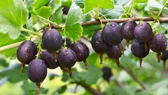 Naapurini menetti karviaismarjasaaliinsa yhden virheen takia — käydään läpi, jotta samaa ei toistuisi