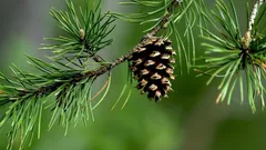 Männynkäpyjä ei pidä heittää roskiin: näin ne hyödyttävät puutarhassa