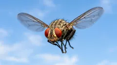 Miksi kärpäset ovat niin sitkeitä – tutkijat selittivät todellisen syyn