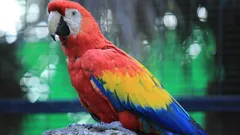 Oletko huomannut, että papukaijalta putoaa höyheniä? Tässä selitys